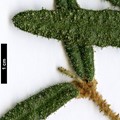 SpeciesSub: var. angustifolia